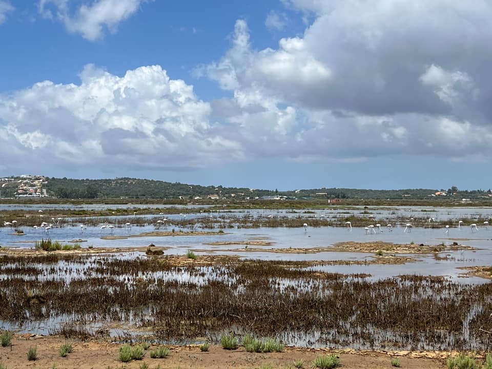 Alvor-Flamingos Alvor-Flamingos