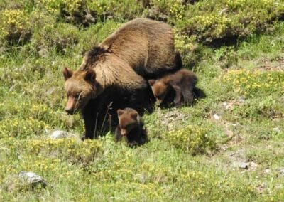 Choses à faire senda del oso